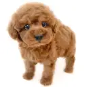 トイ・プードル