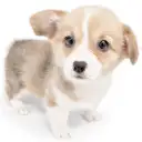 ウェルシュコーギーペンブローク