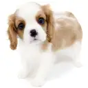 キャバリア・キングチャールズ・スパニエル