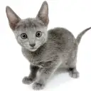 ロシアンブルー