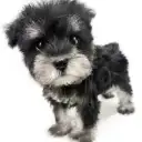 ミニチュア・シュナウザー
