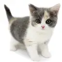 ブリティッシュショートヘア