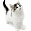 ノルウェージャンフォレストキャット