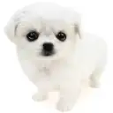 MIX(チワワ×ペキニーズ)