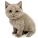 ブリティッシュショートヘア