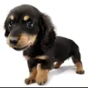 カニンヘン・ダックスフント