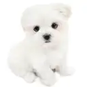 MIX(マルチーズ×ポメラニアン)