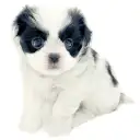 MIX(トイプードル×狆)