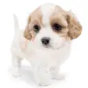 MIX(キャバリアキングチャールズスパニエル×ビションフリーゼ)