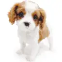 キャバリア・キングチャールズ・スパニエル