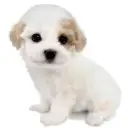 MIX(マルチーズ×トイプードル)