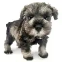 ミニチュア・シュナウザー