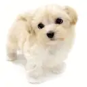 MIX(マルチーズ×トイプードル)