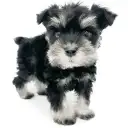 ミニチュア・シュナウザー