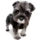 ミニチュア・シュナウザー