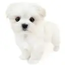 MIX（マルチーズ×ポメラニアン）