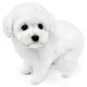 トイ・プードル