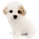 MIX(マルチーズ×トイプードル)