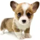 ウェルシュコーギーペンブローク