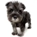 ミニチュア・シュナウザー