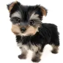 ヨークシャーテリア