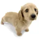 ミニチュア・ダックスフント