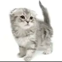 スコティッシュフォールド