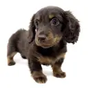 ミニチュア・ダックスフント