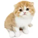 フォールデックス