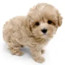 MIX(トイプードル×マルチーズ)