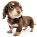 カニンヘン・ダックスフント