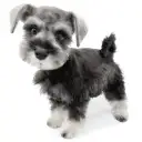 ミニチュア・シュナウザー