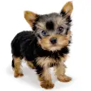 ヨークシャーテリア