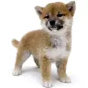 柴犬