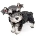 ミニチュア・シュナウザー