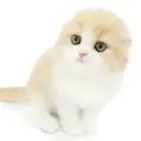 フォールデックス