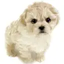 MIX(マルチーズ×トイプードル)