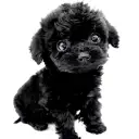 トイ・プードル