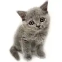 ブリティッシュショートヘア