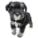 ミニチュア・シュナウザー