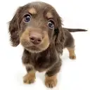 ミニチュア・ダックスフント