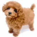 トイ・プードル