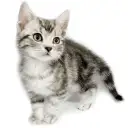 アメリカンショートヘア