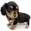 ミニチュア・ダックスフント