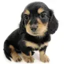 ミニチュア・ダックスフント