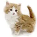 ノルウェージャンフォレストキャット