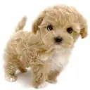 MIX(マルチーズ×トイプードル)