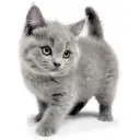 ブリティッシュショートヘア