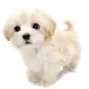 MIX(マルチーズ×トイプードル)