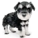 ミニチュア・シュナウザー